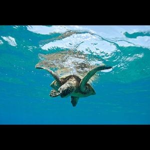 Meet your Posher, Carrie